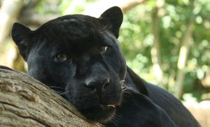 Black_Panther_by_Bruce_McAdam